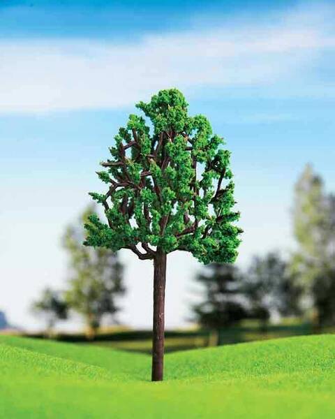 Eshel Kavak Ağacı 6cm (3'lü)