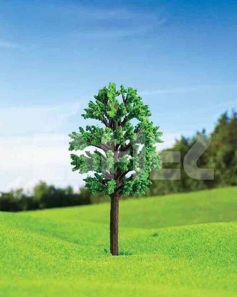 Eshel Zelkova Ağacı 7cm (3'lü)