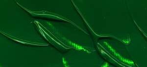 Vallejo Artist Akrilik Boya 200Ml Seri 2 415 Emerald Green Hue - 2